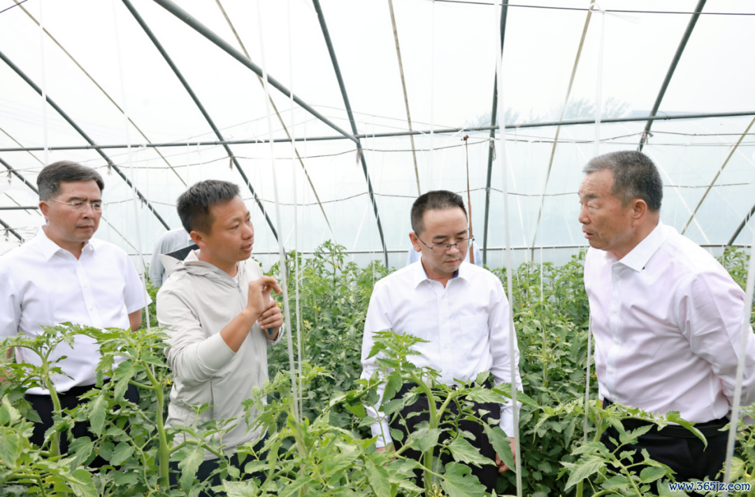 张德芹（右二）、高山（左一）调研李寨村蔬菜基地